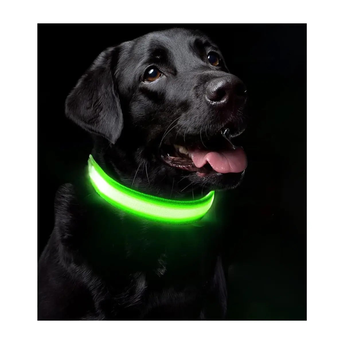 🐕 COMBO SMART MASCOTAS – COLLAR LED NEÓN + PORTA ALIMENTO Y AGUA PORTÁTIL